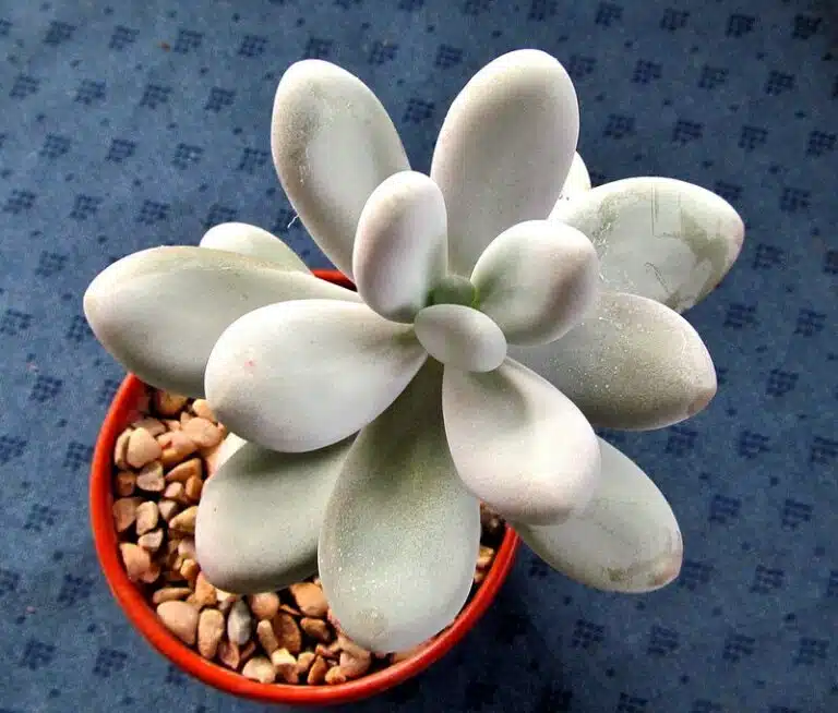 Pachyphytum oviferum Pachyphytum oviferum