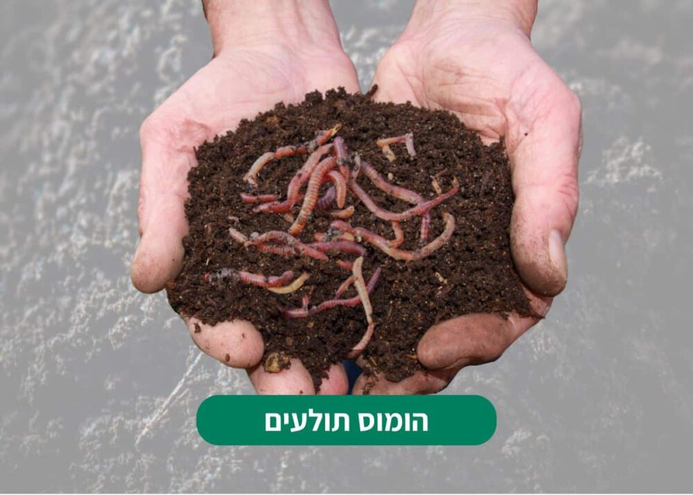 הומוס תולעים לסוקולנטים