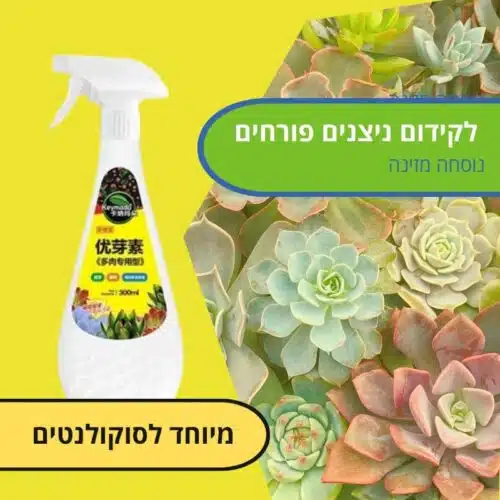 דישון עבור סוקולנטים לקידום ניצנים פורחים