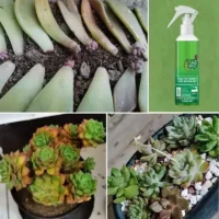 300ml-Bud-Fertilizers-for-Succulent-Plant-Bursting-Element-Foliar-Fertilizer-Promoting-Growth-Bursting-Buds-Nutrient-Solution-4 תרסיס דשן המקדם התפתחות של ניצנים ופריחה מואצת לסוקולנטים 300 מ”ל