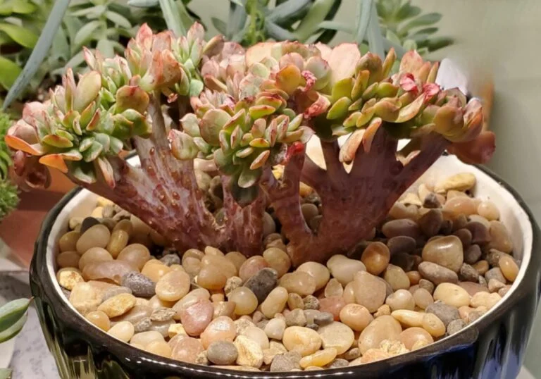 סוקולנט מגובב CRESTED SUCCULENT 4 סוקולנט מגובב CRESTED SUCCULENT 4