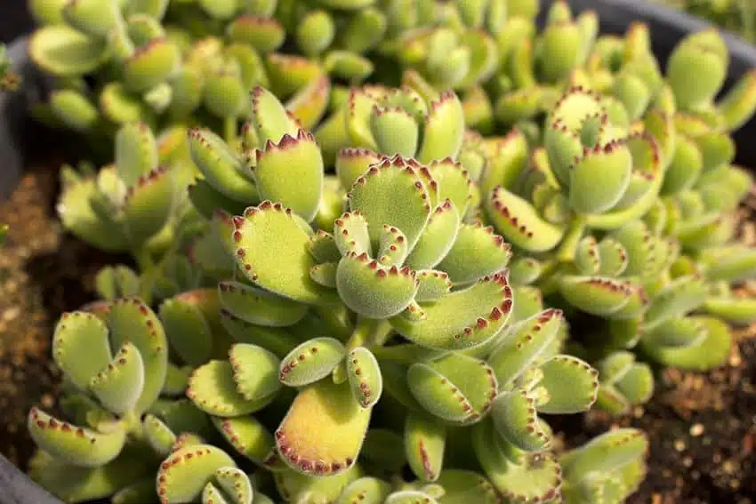 succulents Bear Paw 01 succulents Bear Paw 01