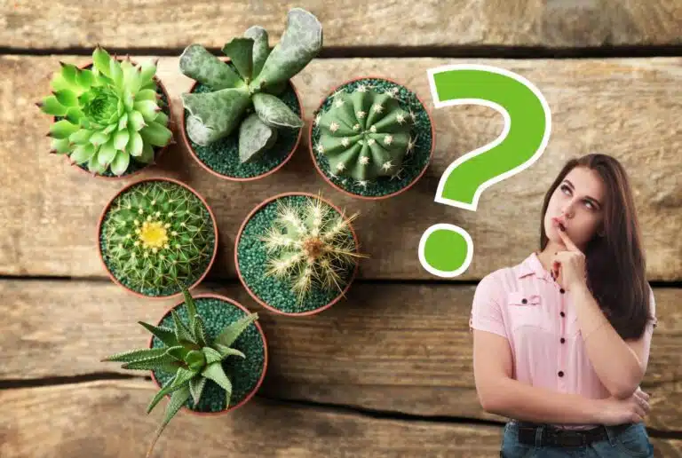 מה ההבדל בין קקטוסים לסוקולנטים מה ההבדל בין קקטוסים לסוקולנטים