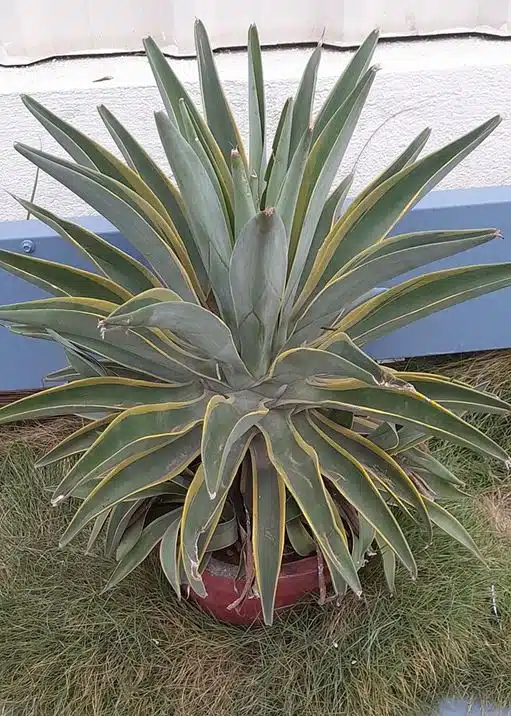 Agave desmetiana variegate 3 R.M.Nagar bangalore India Agave desmetiana variegate 3 R.M.Nagar bangalore India