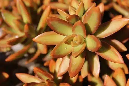 Sedum nussbaumerianum Sedum nussbaumerianum
