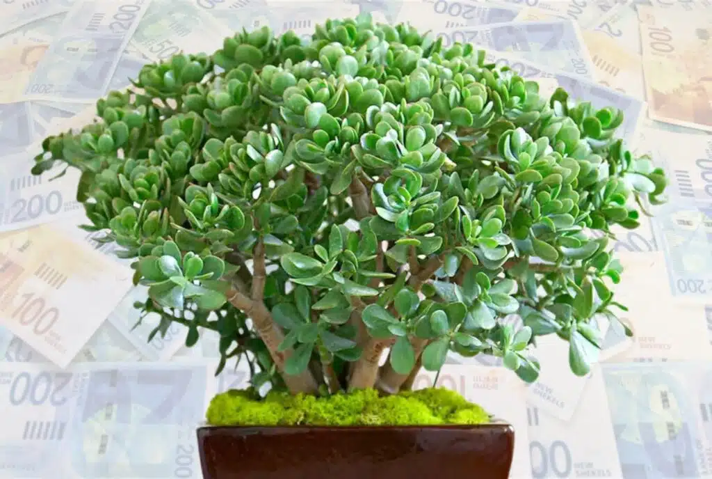 קרסולה עץ הכסף צמח הכסף Jade Plant קרסולה עץ הכסף צמח הכסף Jade Plant