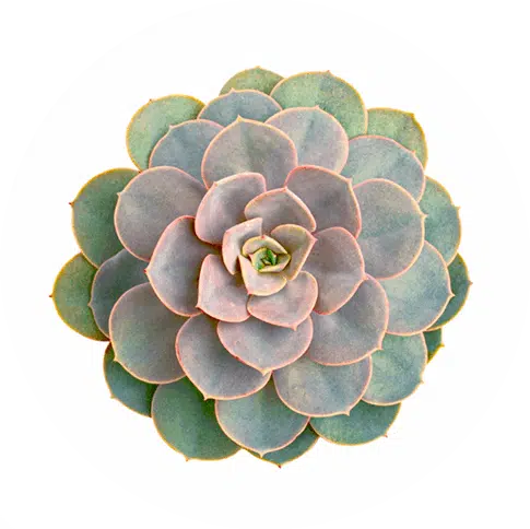 succulent plant