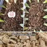 וורמיקולייט לסוקולנטים וורמיקולייט לסוקולנטים