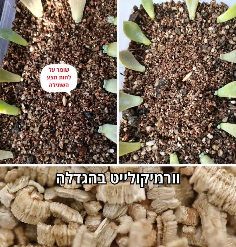וורמיקולייט לסוקולנטים וורמיקולייט לסוקולנטים