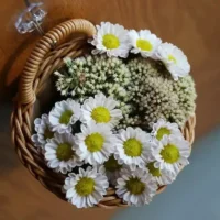 kf-Sf8991abb0aca434ea93224b76b07d027f-Woven-Storage-Basket-Hanging-Portable-Wall-Hanging-Basket-Portable-Flower-Plant-Pot-Desktop-Kitchen-Vegetables-Storage סל קלוע תלוי - עציץ נייד לתליה על הקיר או על השולחן דקורטיבי ויפה
