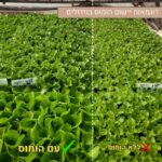 דוגמאות יישום הומוס בגידולים דוגמאות יישום הומוס בגידולים