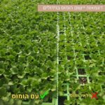 דוגמאות יישום הומוס בגידולים דוגמאות יישום הומוס בגידולים