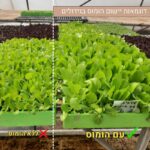 דוגמאות יישום הומוס בגידולים דוגמאות יישום הומוס בגידולים