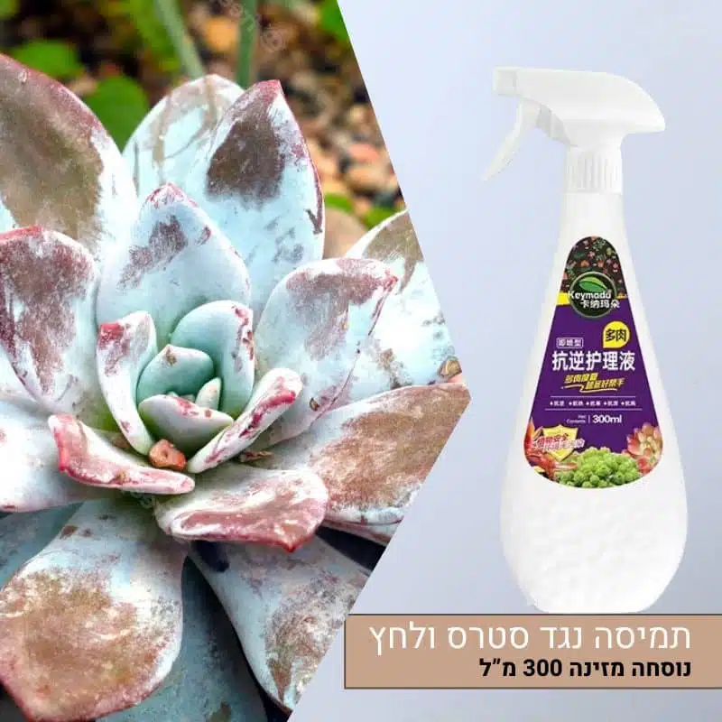 תמיסת טיפול מיוחדת לסוקולנטים נגד לחץ, מחלות, קור וחום 300 מ”ל תמיסת טיפול מיוחדת לסוקולנטים נגד לחץ, מחלות, קור וחום 300 מ”ל
