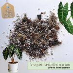 תערובת אלוקסיה - אוזן פיל תערובת אלוקסיה - אוזן פיל