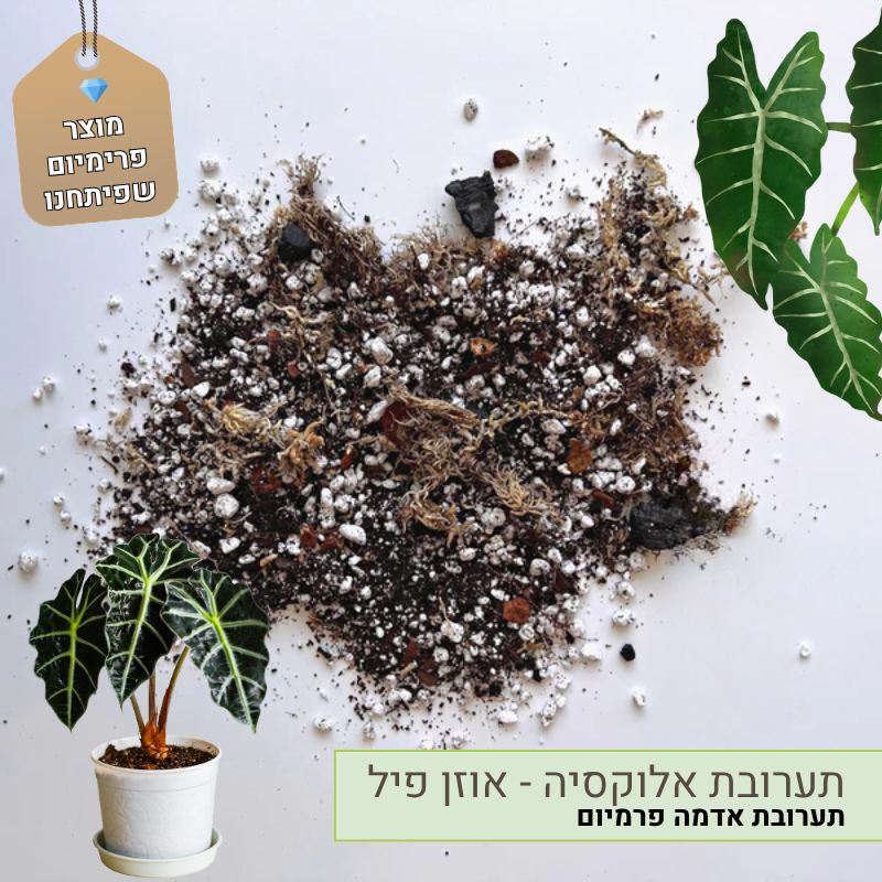 תערובת אלוקסיה - אוזן פיל תערובת אלוקסיה - אוזן פיל