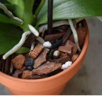 תערובת סחלבים 3 תערובת סחלבים 3