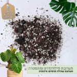 תערובת פילודנדרון ומונסטרה תערובת פילודנדרון ומונסטרה