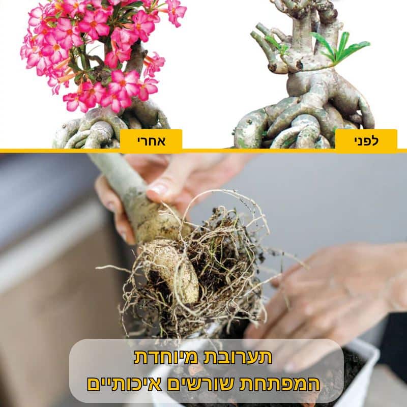 תערובת שתילה איכותית לאדניום ורד המדבר 3