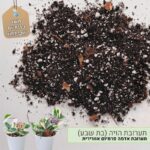 תערובת שתילה הויה (בת שבע)
