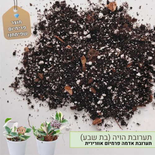 תערובת שתילה הויה (בת שבע) תערובת שתילה הויה (בת שבע)