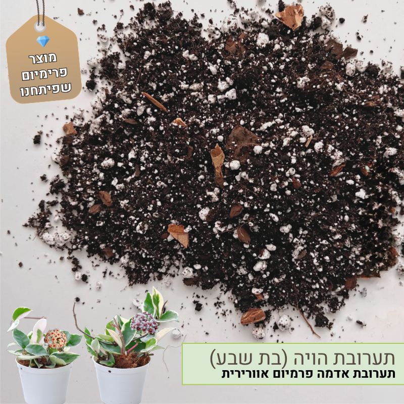 תערובת שתילה הויה (בת שבע) תערובת שתילה הויה (בת שבע)