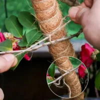 kf-S112ff092a0bc474b81b4ba03c9624f36I-80-100-120cm-Bendable-Plant-Stakes-Plant-Climbing-Pole-Coconut-Fibre-Moss-Rod-Indoor-Plant-Support מוט תמיכה גמיש מסיבי קוקוס - עמוד קוקוס ננעץ המספק תמיכה לצמח מטפס