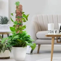 kf-S3ad6821e39694538b198bba083a8671ch-80-100-120cm-Bendable-Plant-Stakes-Plant-Climbing-Pole-Coconut-Fibre-Moss-Rod-Indoor-Plant-Support מוט תמיכה גמיש מסיבי קוקוס - עמוד קוקוס ננעץ המספק תמיכה לצמח מטפס