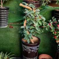kf-S62adf1b02bb34ae1b7034ad48dfe29bfG-80-100-120cm-Bendable-Plant-Stakes-Plant-Climbing-Pole-Coconut-Fibre-Moss-Rod-Indoor-Plant-Support מוט תמיכה גמיש מסיבי קוקוס - עמוד קוקוס ננעץ המספק תמיכה לצמח מטפס
