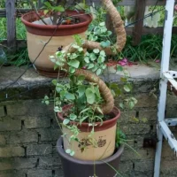 kf-S75eeb02886ca406cb814194d478ccdf9n-80-100-120cm-Bendable-Plant-Stakes-Plant-Climbing-Pole-Coconut-Fibre-Moss-Rod-Indoor-Plant-Support מוט תמיכה גמיש מסיבי קוקוס - עמוד קוקוס ננעץ המספק תמיכה לצמח מטפס
