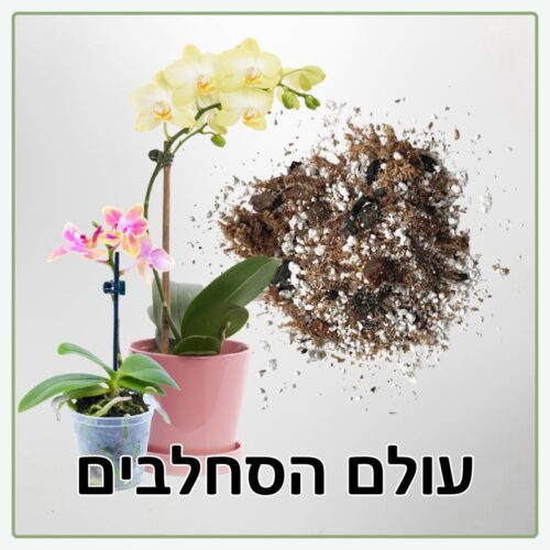 עולם הסחלבים