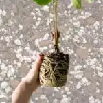 תערובת אנתוריום 3 תערובת אנתוריום 3