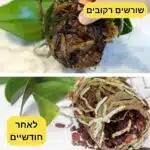 תרחיץ תה שחור לסחלבים מתקן שורשים פגומים תרחיץ תה שחור לסחלבים מתקן שורשים פגומים