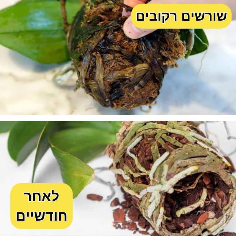 תרחיץ תה שחור לסחלבים מתקן שורשים פגומים