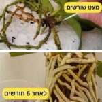 תרחיץ תה שחור לסחלבים מתקן שורשים פגומים