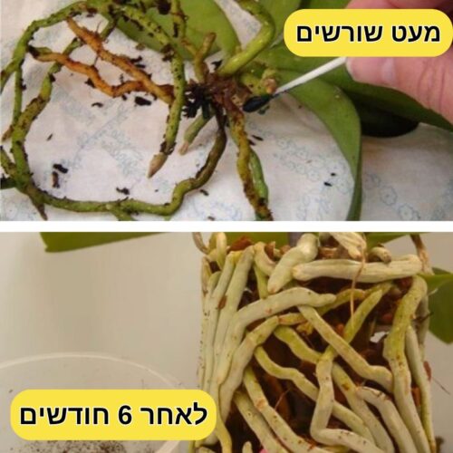 תרחיץ תה שחור לסחלבים מתקן שורשים פגומים