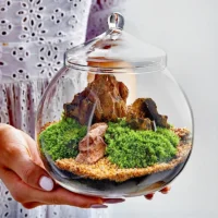 kf-S5c942611013b4f359c1bbd92a3d3fae04-Micro-Landscape-Moss-Bryophyte-Ball-Shape-Glass-Vase-With-Lid-Fresh-Green-Moss-Bottle-Glass-Terrarium כלי זכוכית צנצנת טרריום - זכוכית מבריקה בעיצוב בלון