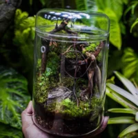 kf-S7905729f84aa4534a051af1e2d4626abV-Micro-Landscape-Glass-Bottles-Creativity-Dew-Collection-Glass-Vase-Succulent-Moss-Landscape-Glass-Terrarium-Home-Decor כלי זכוכית צנצנת טרריום מזכוכית בורוסיליקט - לעיצוב נוף מיניאטורי מושלם
