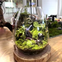 kf-S7b4bef96d669483fa32f364ef8e23e0dx-Micro-Landscape-Glass-Bottles-With-Cover-Fresh-Green-Succulent-Moss-Bottle-Glass-Vase-Glass-Terrarium-Bonsai כלי זכוכית צנצנת טרריום זכוכית בעיצוב ללין