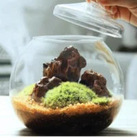 kf-S7ffb5535e63e486fa3151a6194e726dbL-Micro-Landscape-Moss-Bryophyte-Ball-Shape-Glass-Vase-With-Lid-Fresh-Green-Moss-Bottle-Glass-Terrarium כלי זכוכית צנצנת טרריום - זכוכית מבריקה בעיצוב בלון