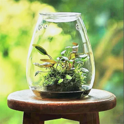 kf-S974180c3710e47768c6a5a812d1829c5s-Micro-Landscape-Glass-Bottles-With-Cover-Fresh-Green-Succulent-Moss-Bottle-Glass-Vase-Glass-Terrarium-Bonsai כלי זכוכית צנצנת טרריום זכוכית בעיצוב ללין