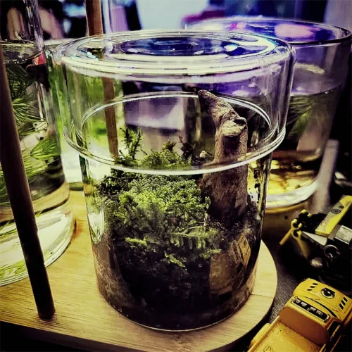 kf-Sb4581d75bda7411784d172d9ed4411adX-Micro-Landscape-Moss-Bryophyte-Transparent-Cylinder-Glass-Bottles-with-Lid-Fresh-Moss-Bottle-Glass-Terrarium-Home כלי זכוכית צנצנת טרריום שקופה מזכוכית בורוסיליקט - בית מושלם לעולם הטחבים והצמחים הזעירים
