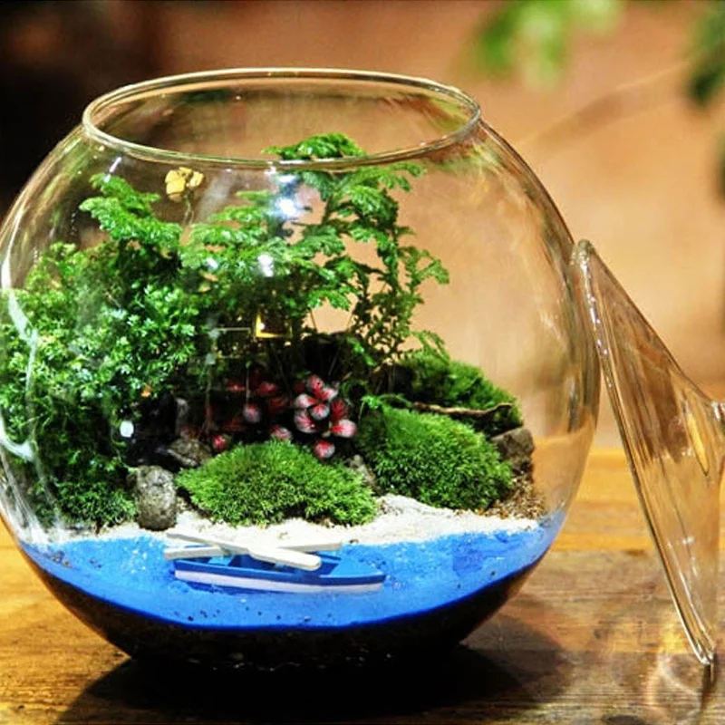 kf-Sddd7f5700d214075857c8c5b9610900e5-Micro-Landscape-Moss-Bryophyte-Ball-Shape-Glass-Vase-With-Lid-Fresh-Green-Moss-Bottle-Glass-Terrarium כלי זכוכית צנצנת טרריום - זכוכית מבריקה בעיצוב בלון