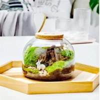 kf-Se77fbf71b8d649e79ec66b301d9478bfs-Micro-Landscape-Moss-Bryophyte-Glass-Vase-With-Cork-Fresh-Green-Moss-Bottle-Glass-Terrarium-Creative-Hydroponic כלי זכוכית צנצנת טרריום זכוכית בעיצוב בועה