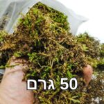 אזוב טחב יערות יבש 50 גרם אזוב טחב יערות יבש 50 גרם