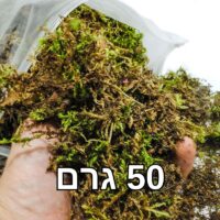 אזוב טחב יערות יבש 50 גרם אזוב טחב יערות יבש 50 גרם