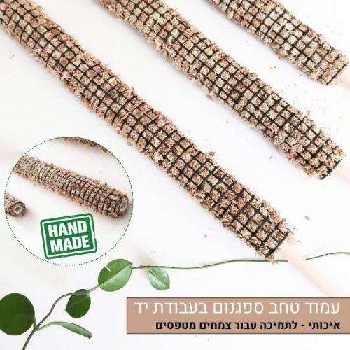 עמוד טחב ספגנום עמוד טחב ספגנום