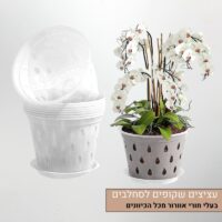 עציצים שקופים לסחלבים עציצים שקופים לסחלבים
