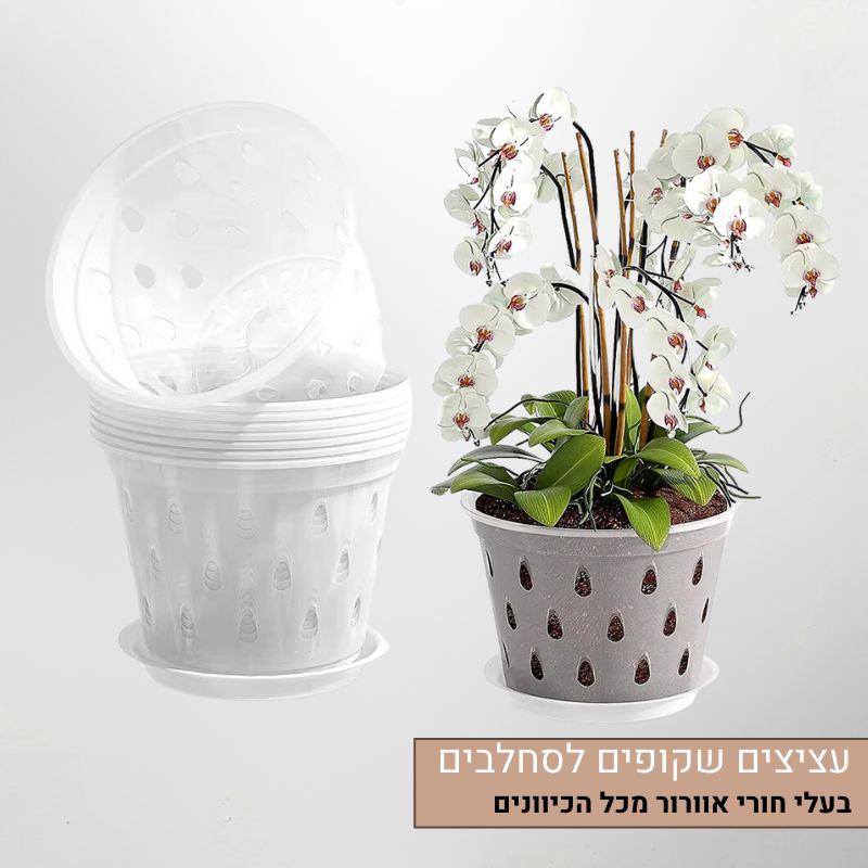 עציצים שקופים לסחלבים עציצים שקופים לסחלבים