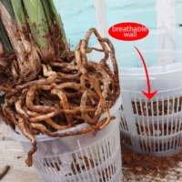 kf-S813daf084ec24a59be9c2e5746431cb58-11-14cm-Mesh-Pot-Root-Control-Transparent-Flowerpot-For-Orchid-Flower-Breathable-Growth-Container-Garden-Plastic עציץ סחלבים מקצועי (Orchid Pot) עם מערכת ניקוז חכמה - פלסטיק שקוף עם חורי ניקוז מוגברים לאוורור שורשים מקסימלי ובריא